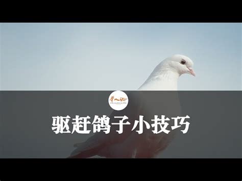 小鳥飛到陽台